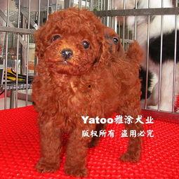 小贵宾犬视频,小贵宾犬的欢乐时光