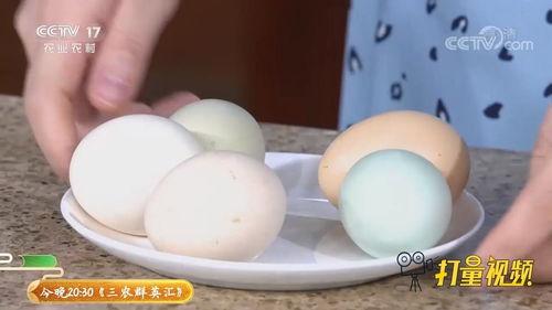 土鸡蛋视频,探寻自然养殖的绿色美味