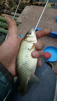 鱼摆摆视频,揭秘水下世界的奇妙之旅