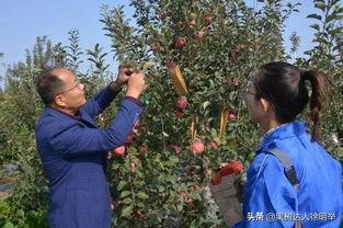 苹果人工套袋视频播放,传统技艺与现代技术的完美结合